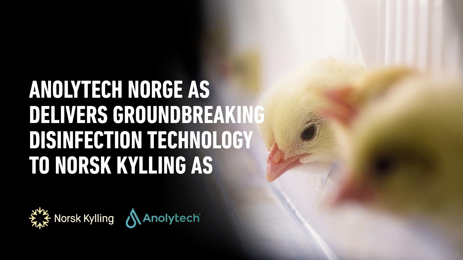 Norsk kylling
